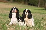 CAVALIER KING CHARLES 728